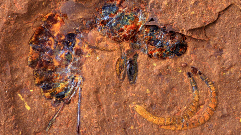 Αυστραλία: Επιστήμονες ανακάλυψαν απολιθώματα εντόμων, ψαριών και φυτών ενός αρχαίου δάσους