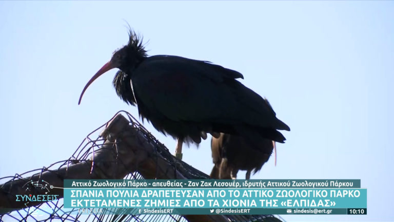«Κακοκαιρία Ελπίς»: Σπάνια πτηνά δραπέτευσαν από το Αττικό Ζωολογικό Πάρκο