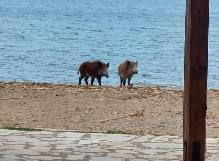 Αιτωλοακαρνανία: Αγριογούρουνα “κάνουν βόλτα” στην παραλία και στην παιδική χαρά