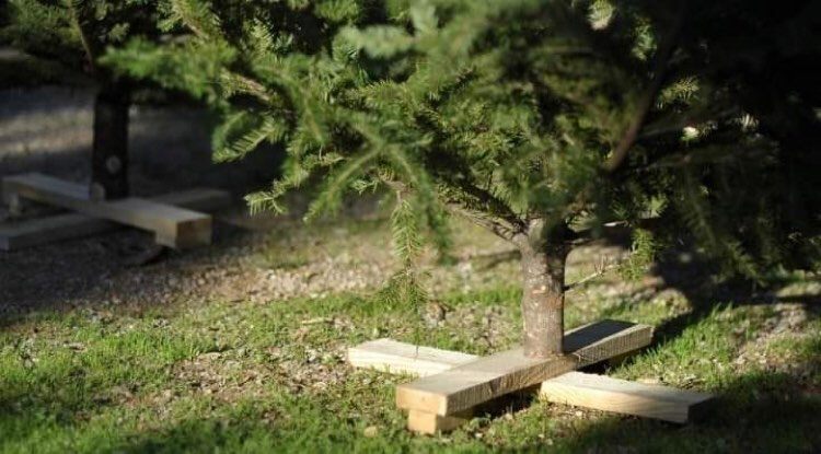 Θεσσαλονίκη: Ανακύκλωση χριστουγεννιάτικων δέντρων στον Δήμο Νέαπολης-Συκεών