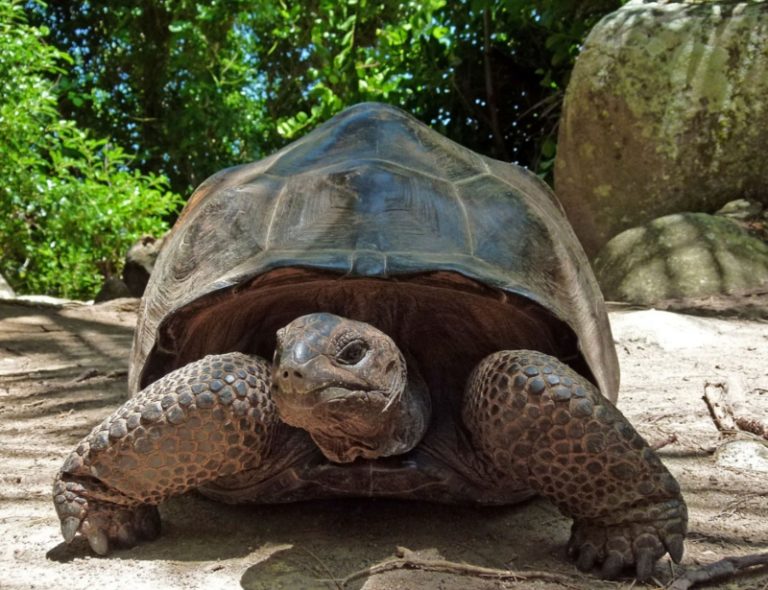 Ο Τζόναθαν έκλεισε τα 190 και έγινε επίσημα η γηραιότερη χελώνα στον κόσμο