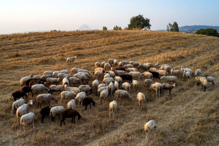 Σπ. Λιβανός: Η κτηνοτροφία αποτελεί πυλώνα ανάπτυξης για την εθνική οικονομία – Τα μέτρα στήριξης