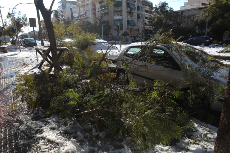 Ποιοι δήμοι αποζημιώνουν τις ζημιές από πτώσεις δέντρων σε ΙΧ – Αναλυτικά η διαδικασία (video)