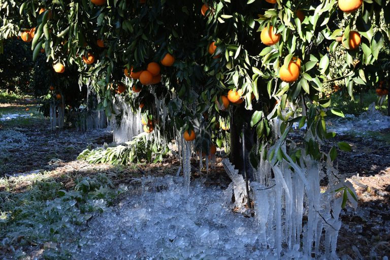 Αναγγελία ζημιάς από τον παγετό στο Δήμο Σπάρτης