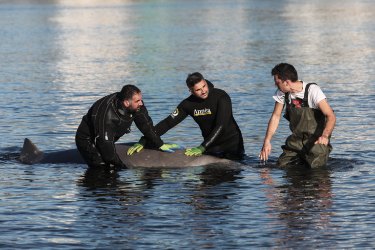 «Αγώνας» για να σωθεί η μικρή τραυματισμένη φάλαινα στα ρηχά του Αλίμου – Τι λένε οι ειδικοί (video)