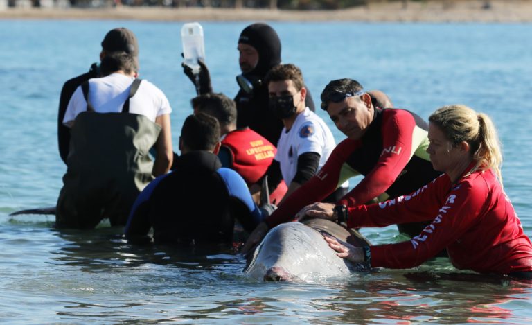 Μεγάλη εκστρατεία για τη διάσωση του φαλαινοδέλφινου – Συγκινητικό βίντεο με διασώστρια που του τραγουδά