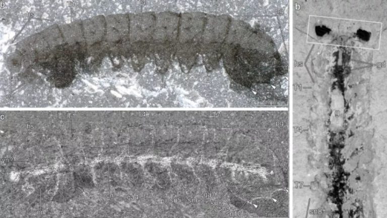 Επιστήμονες ανακάλυψαν εκπληκτικά διατηρημένα νευρικά συστήματα σε απολιθώματα εντόμων 500 εκατομμυρίων ετών