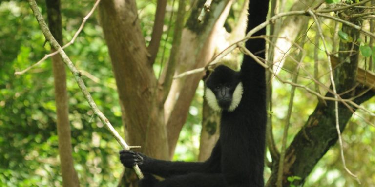 WWF: Πάνω από 220 νέα είδη ανακαλύφθηκαν στο Μεκόνγκ