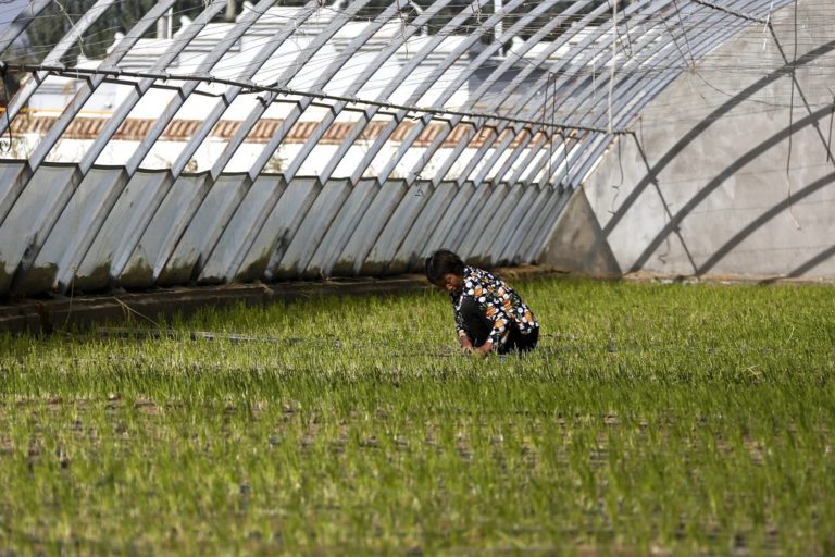 Η Κίνα θα επιτρέψει τις γενετικά επεξεργασμένες καλλιέργειες