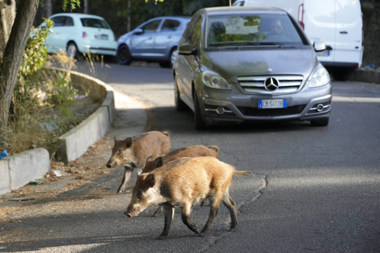 Κρυονέρι: Άνδρας τραυμάτισε γειτόνισσά του με όπλο στην προσπάθειά του να σκοτώσει αγριογούρουνο