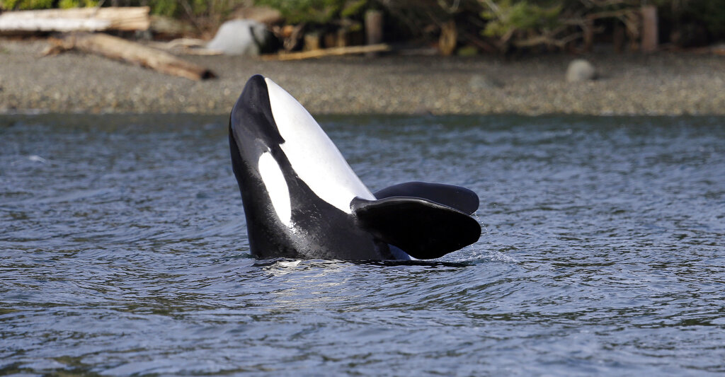 Orca Whales