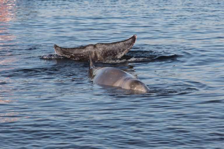 Στην ανοικτή θάλασσα αφέθηκε ελεύθερη η μικρή φάλαινα που εγκλωβίστηκε στο Π. Φάληρο