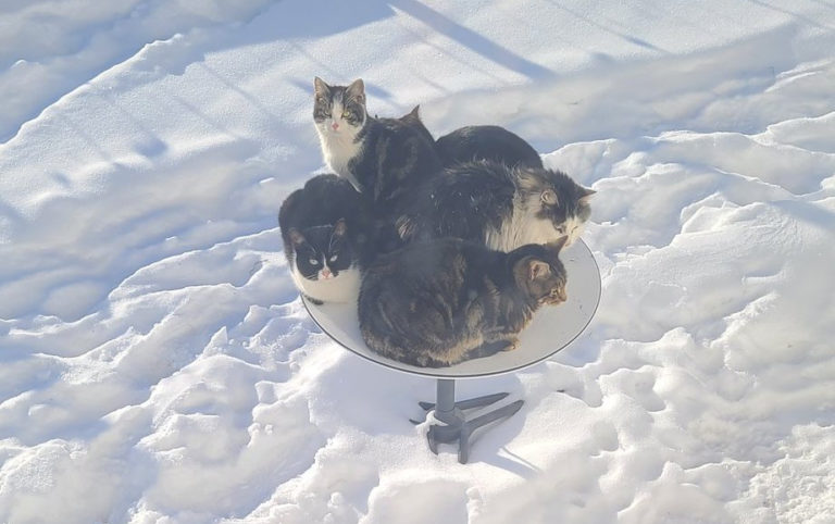 ΗΠΑ: Το δορυφορικό internet του Έλον Μασκ αντιμέτωπο με… γάτες – Ένα φαινόμενο που προκαλεί απορίες