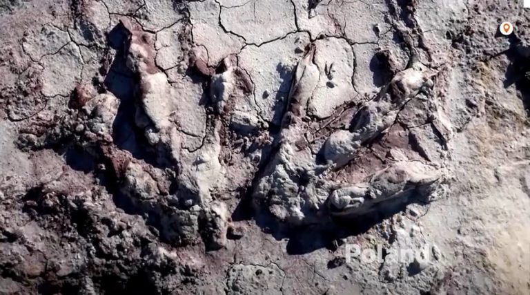 Συγκλονιστική επιτυχία των Πολωνών παλαιοντολόγων – Aνακάλυψαν μοναδικά ίχνη δεινοσαύρων