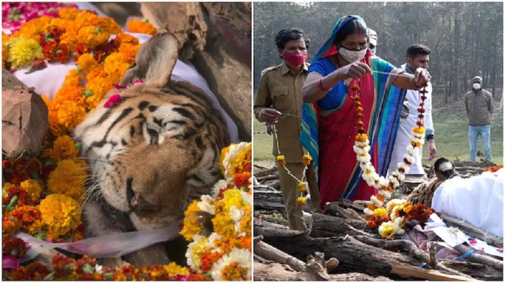 Ινδία: Κύμα θλίψης στη χώρα για τον θάνατο της τίγρης “Σούπερ-μητέρας”