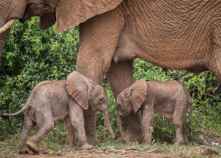 Αφρική: Δίδυμοι ελέφαντες γεννήθηκαν στην Κένυα – Πρώτη φορά από το 2006