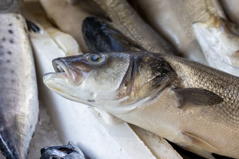 Γαύρος, σαρδέλα και κλιματική αλλαγή: Γιατί απειλείται περισσότερο το ένα είδος ψαριού;