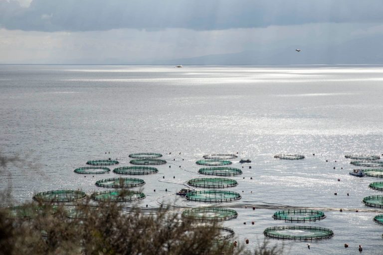 Θεσσαλονίκη: SOS εκπέμπουν οι υδατοκαλλιέργειες λόγω και της κλιματικής αλλαγής