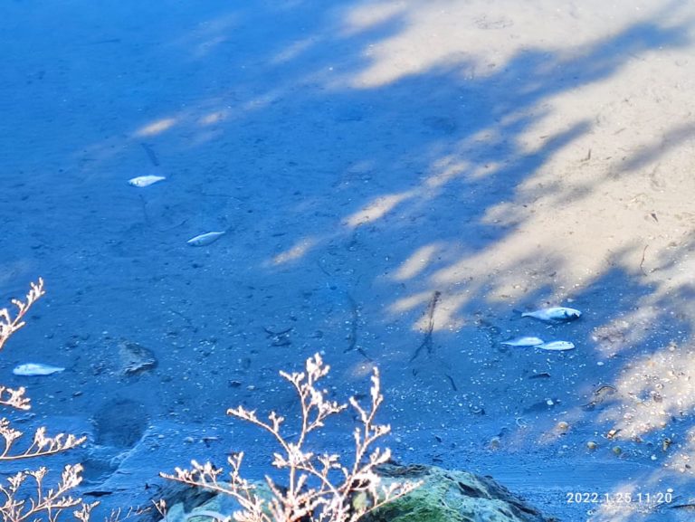 Ηγουμενίτσα: Νεκρά ψάρια από το κρύο στην λιμνοθάλασσα Δρεπάνου (φωτο)