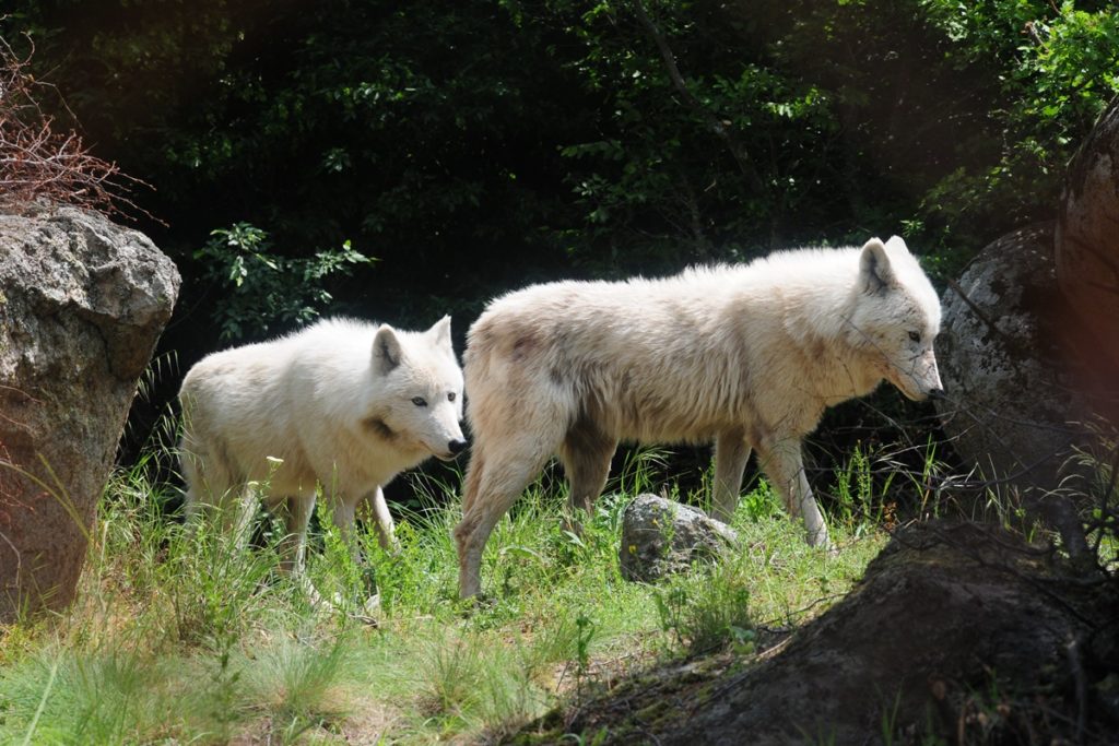 “Καλλιστώ” στο Πρώτο: Δεν αποκλείεται να σημειωθούν και άλλες επιθέσεις λύκων στην Πάρνηθα (audio)