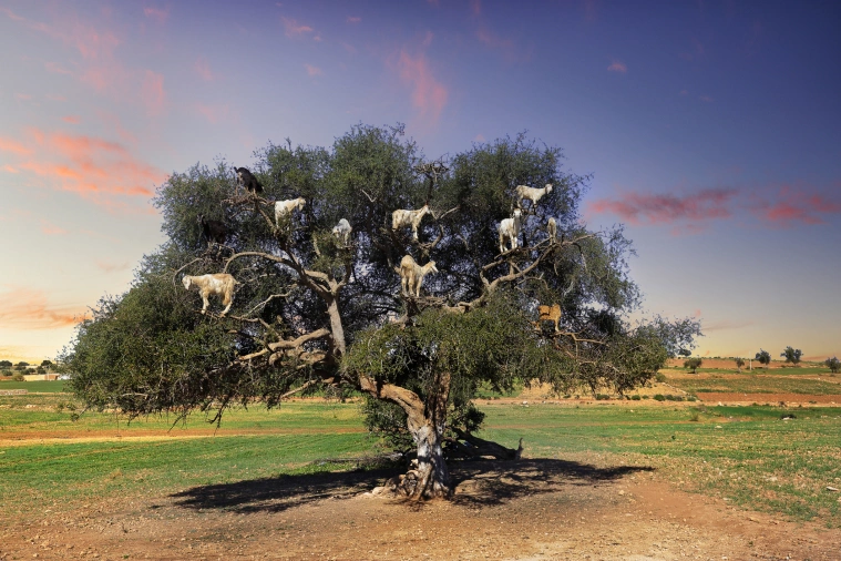Γιατί οι κατσίκες σκαρφαλώνουν στα δέντρα στο Μαρόκο