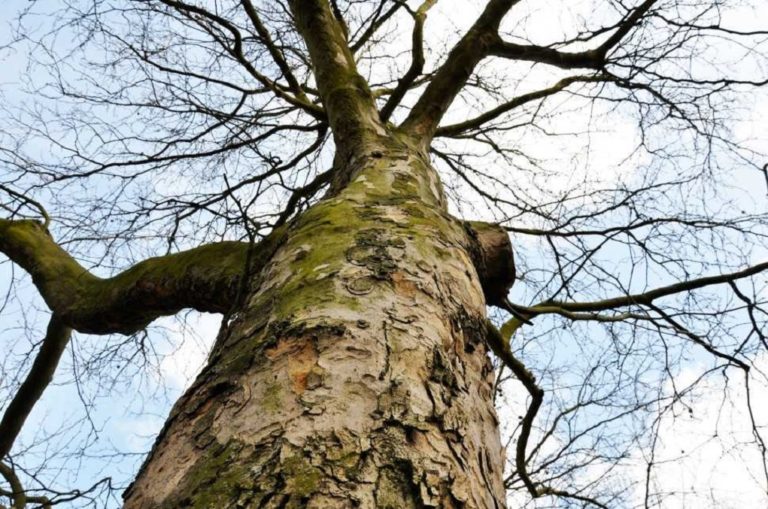 Απομακρύνονται τα ξερά πλατάνια από τον Αχέροντα