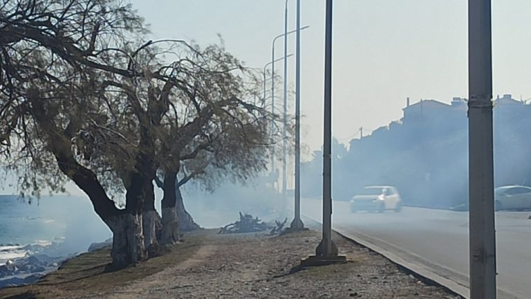 Λέσβος: Πρόταση από τους Οικολόγους Πράσινους για την αξιοποίηση των κλαδεμάτων