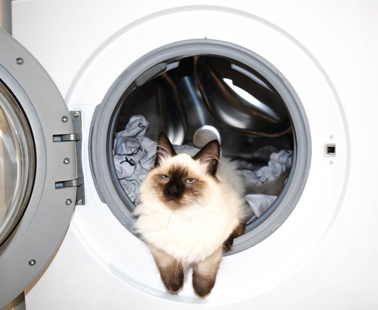 Γάτα επέζησε μετά από «πλύσιμο» σε πλυντήριο 