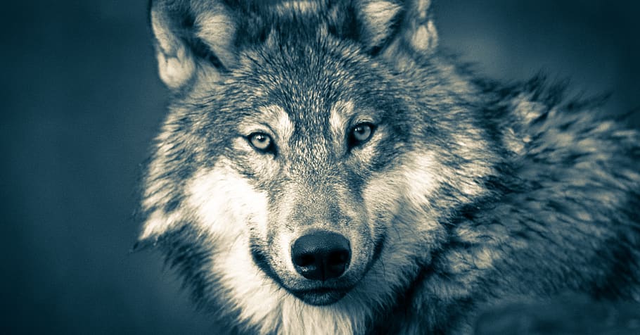 wolf-wolf-head-wolves-grey