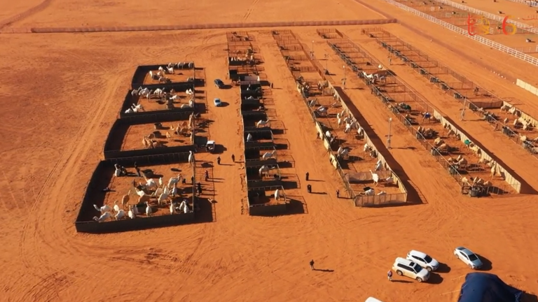 Το πρώτο ξενοδοχείο 5 αστέρων για καμήλες στη Σαουδική Αραβία και αλληλεπίδραση στα μέσα κοινωνικής δικτύωσης