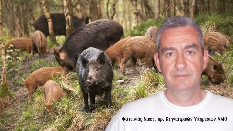 Αφρικανική πανώλη: Χωρίς κρούσματα μέχρι στιγμής ο Έβρος