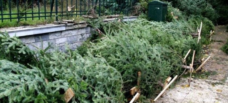 Ανακύκλωση χριστουγεννιάτικων δέντρων και από το Δήμο Νεάπολης Συκεών