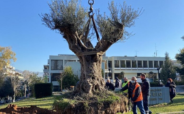 Ελιά 300 ετών από τη γη της Αιγιαλείας στο Δημαρχείο Χολαργού