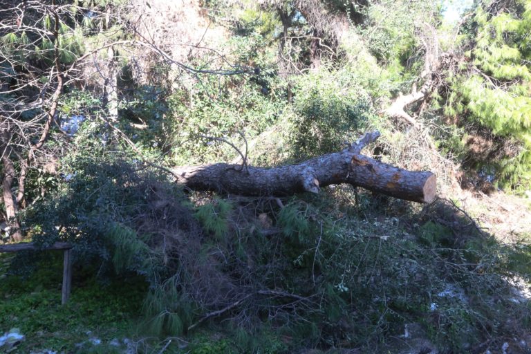 Δήμος Βριλησσίων: Αποζημιώνει για ζημιές οχημάτων λόγω πτώσης δέντρων – Οι προϋποθέσεις