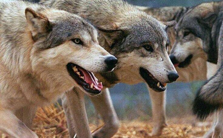 Ναυπακτία: Επιθέσεις λύκων σε σκυλιά κατήγγειλε κυνηγός