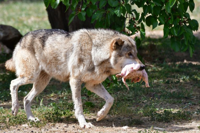 Αυτοψία Υφυπουργού ΠΕΝ, Γ. Αμυρά στο σημείο επίθεσης δύο σκύλων στη Ραπεντώσα Πεντέλης
