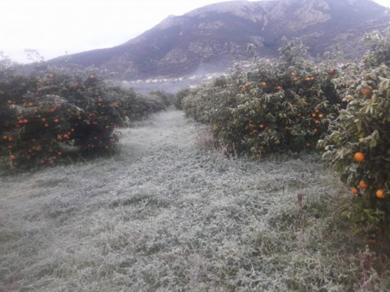 Δηλώσεις ζημιάς για τα πορτοκάλια ”Βαλέντσια” στους δήμους Ευρώτα και Μονεμβασίας