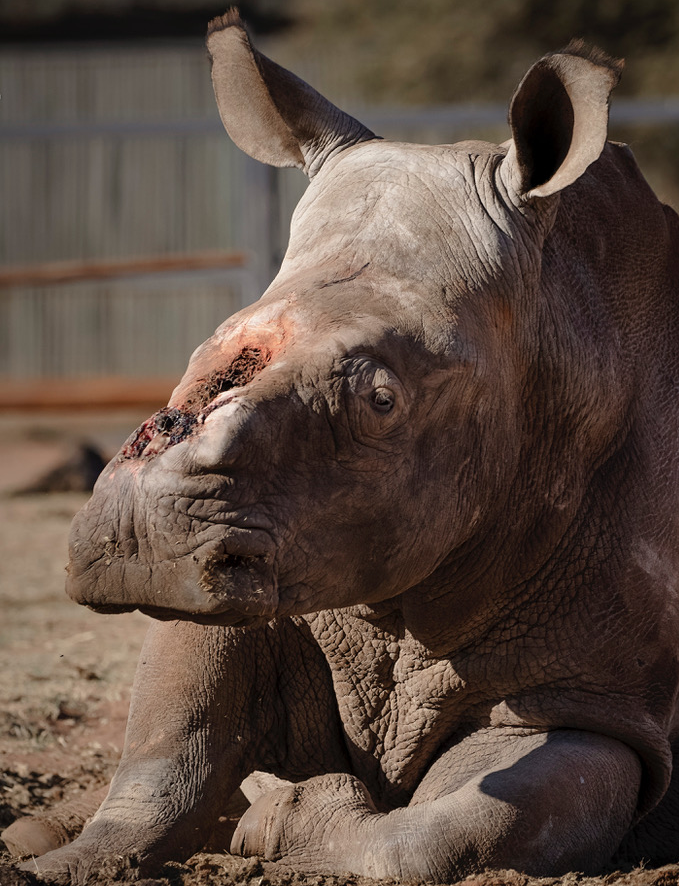 Νότια Αφρική: Βάναυση κακοποίηση ρινόκερου