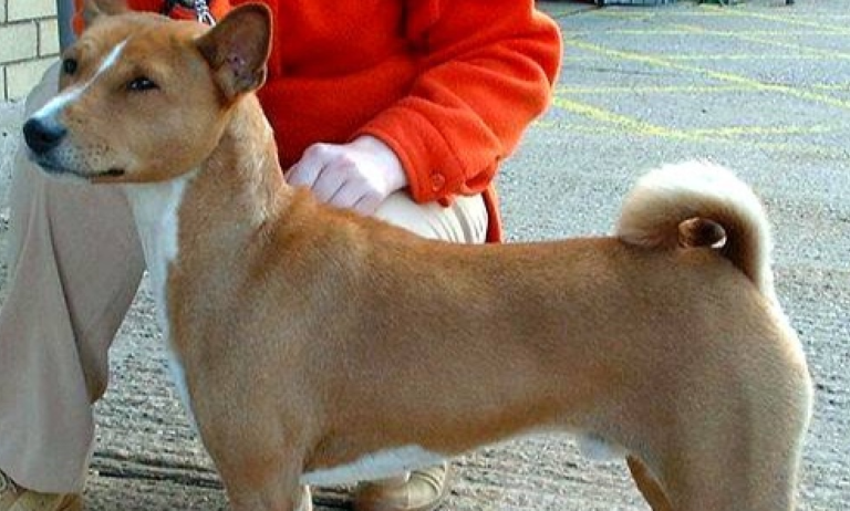 Basenji – ένας σκύλος που δεν γαβγίζει