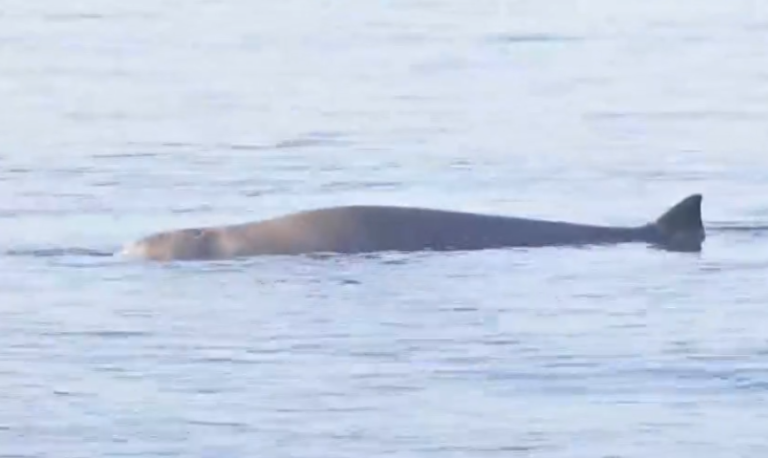 Φάλαινα φυσητήρας στον Άλιμο – Έχασε τον προσανατολισμό της (video)