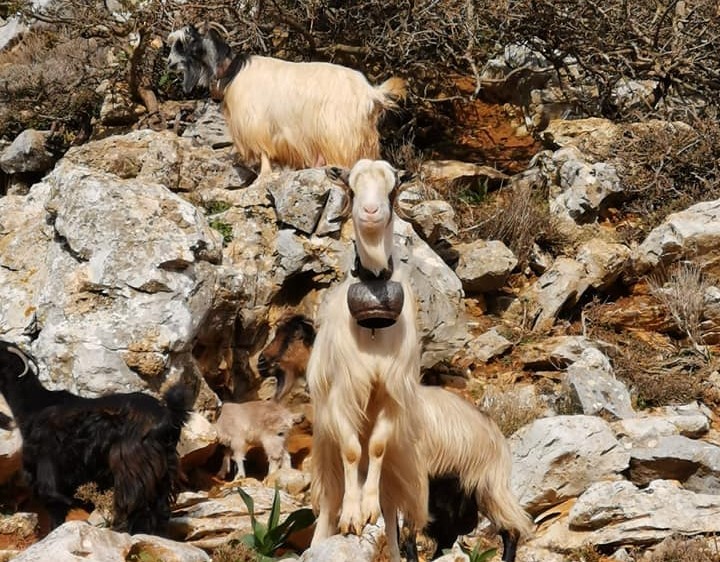 Κρήτη: Στον υπουργό Αγροτικής Ανάπτυξης οι κτηνοτρόφοι της Κρήτης για το κόστος παραγωγής