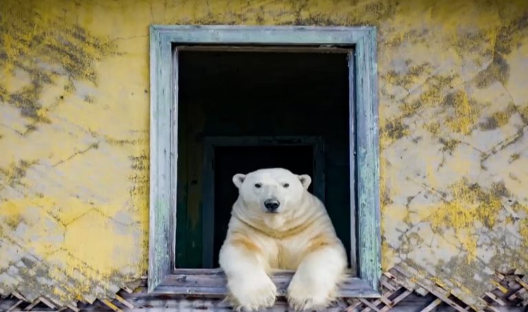 Πολικές αρκούδες οι νέοι “ένοικοι” μετεωρολογικού σταθμού στον Αρκτικό Κύκλο – Ο φωτογράφος που τις συνάντησε μιλά στην ΕΡΤ