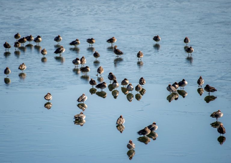 Με 27 διαφορετικά είδη υδρόβιων και παρυδάτιων πουλιών η λίμνη Ιωαννίνων