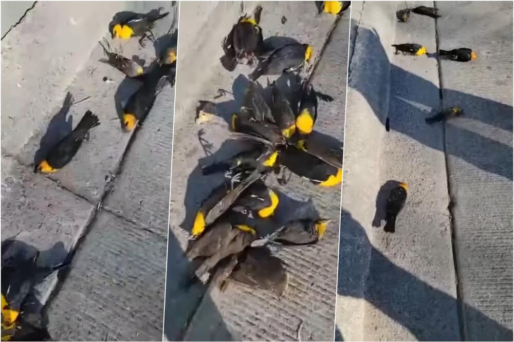 Πουλιά πέφτουν από τον ουρανό: Οι ειδικοί ανακάλυψαν την πιθανή αιτία του φαινομένου
