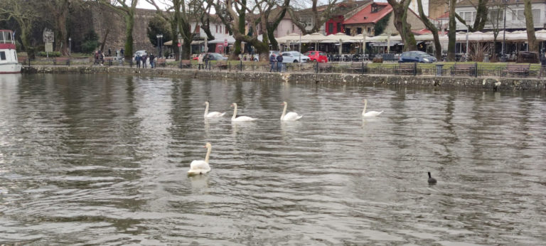 Στην Παμβώτιδα ο «θλιμμένος» κύκνος της Καστοριάς