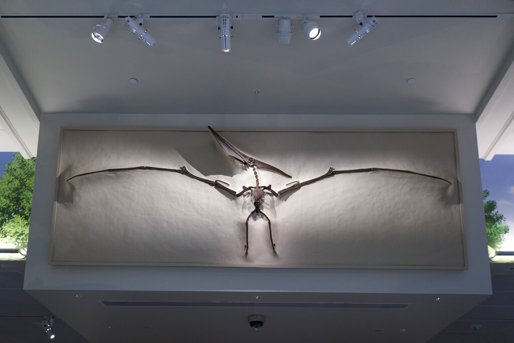 Smithsonian Tyrannosaurus