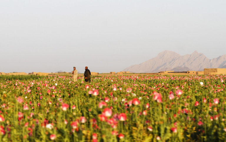 Αφγανιστάν: Αντιστέκονται οι φυτείες παπαρούνας παρά την απαγόρευση πώλησης οπίου