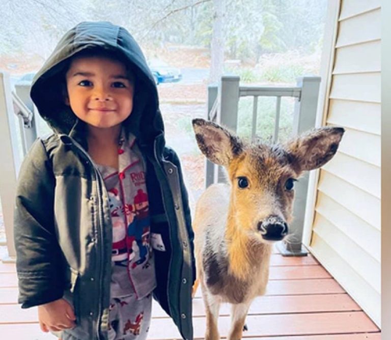 Βιρτζίνια: Αγόρι τεσσάρων χρόνων  φέρνει στο σπίτι το ελαφάκι που έκανε παρέα στο δάσος