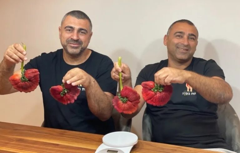 Ισραήλ: Μια γιγαντιαία φράουλα μπήκε στο βιβλίο Γκίνες