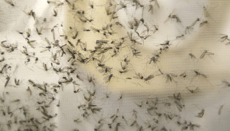 1ο βραβείο ΕΕ για ελληνικό σύστημα διεθνούς παρακολούθησης μετάδοσης μολυσματικών ασθενειών μέσω κουνουπιών